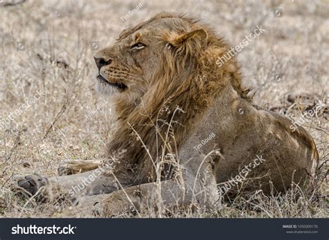 African Lions Life Cycle Stock Photo 1050309176 | Shutterstock