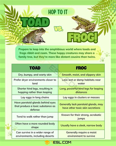 Toad vs. Frog: What's the Difference between Toad and Frog? • 7ESL