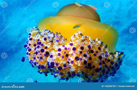 Mediterranean Fried Egg Jellyfish - Cotylorhiza Tuberculata Stock Photo ...