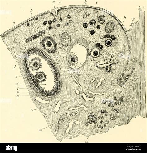 A textbook of obstetrics . fimbriated extremity is connected with the ovary by thetubo-ovarian ...