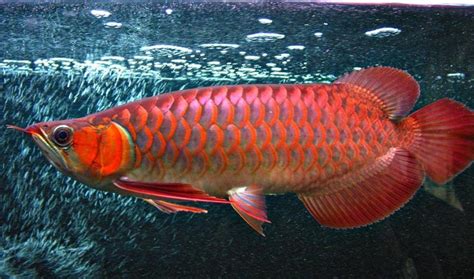 红龙鱼价格,红龙鱼吃什么最好,红龙鱼寿命,红龙鱼生长环境_齐家网