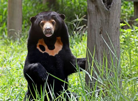 Endangered Species In Vietnam