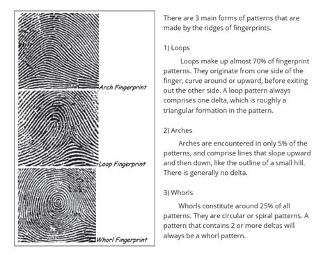 Image result for Fingerprint Patterns Worksheet