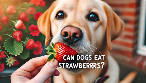 Can Dogs Eat Strawberries?