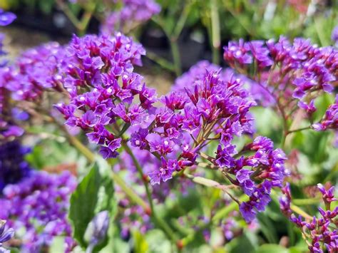 Limonium perezii | Wholesale Nursery - Nurseries in Melbourne ...