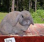 Image result for Cute Holland Lop Bunnies