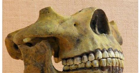 Knowledge Class: Unearthing Ancient DNA: Rewriting the Story of Human ...