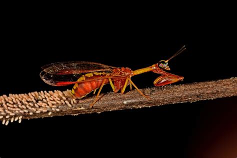 Small Wonders: Mantis Fly - A perfect mimic for Preying Mantis