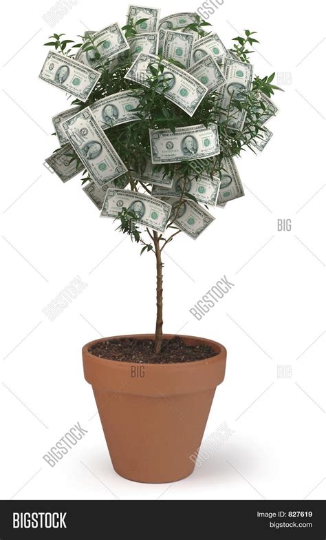 Image result for Money Tree Machine