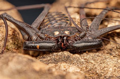 Tailless Whip Scorpion : r/natureismetal