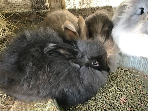 Angora rabbit Rabbits For Sale | Old River-Winfree, TX #184285