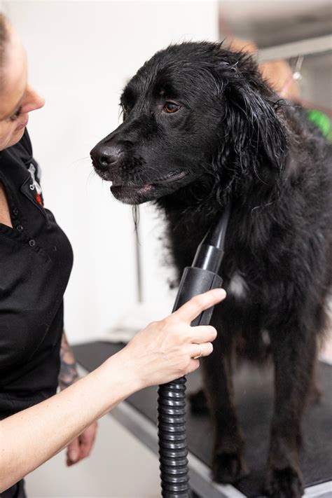 Toilettage – Brigade Canine