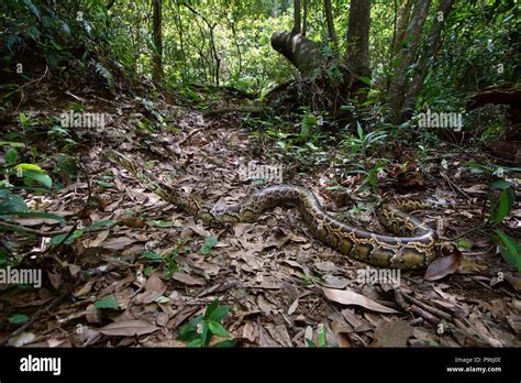 Image result for Python Bivittatus