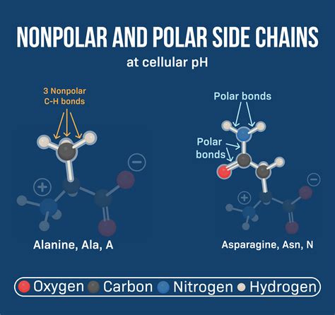 Nonpolar Amino Acids Amino Acid Mnemonics : R/Mcat