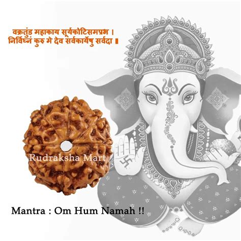 Buy Online 8 Mukhi Java Rudraksha Beads Lab Certified | Eight Mukhi ...