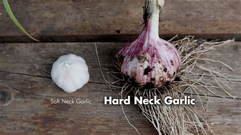 Growing Garlic From Bulb