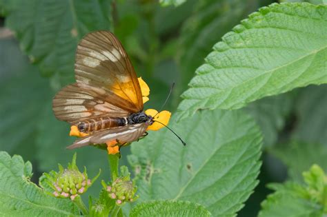 Perezosa Común (Actinote pellenea) - EcoRegistros