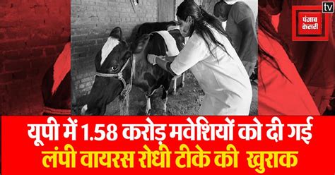 लंपी वायरस को लेकर CM योगी सख्त, अब तक 1.58 करोड़ मवेशियों को लंपी ...