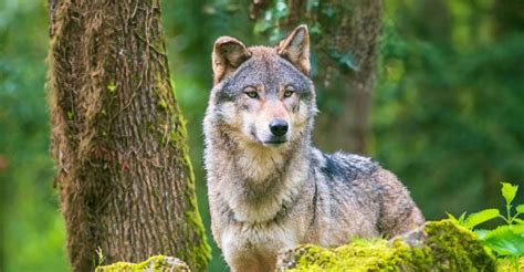Image result for Wolves of Yellowstone Changing Ecosystem