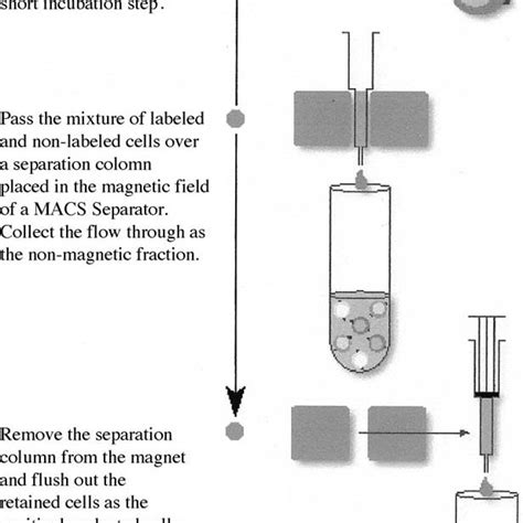 Image result for Magnetically Activated Cell Sorting
