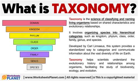 Taxonomy Explained 的图像结果