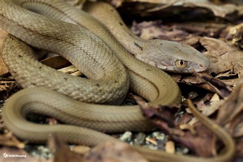 Discovering the Yonaguni King Rat Snake (Elaphe carinata yonaguniensis ...