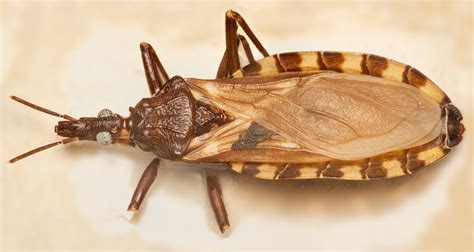 Chinches: por qué pican y cómo evitar que se metan en tu cama - La Tercera