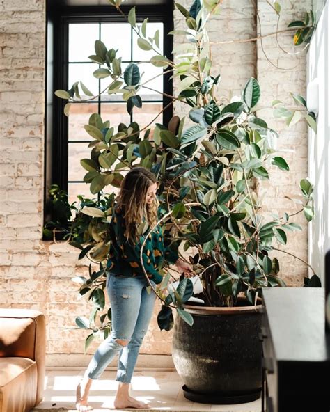 Image result for Planting Rubber Tree