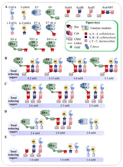 Clostridium thermocellum as a Promising Source of Genetic Material for ...