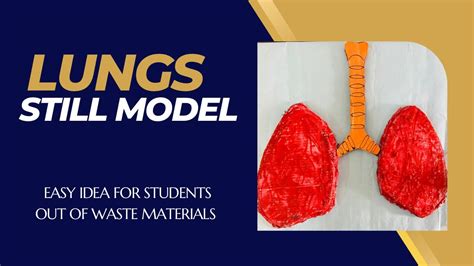 Image result for Lung Model Science Fair