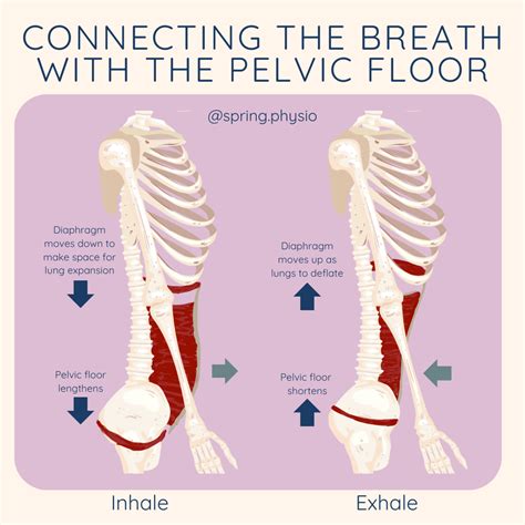 Pelvic Floor Physiotherapist Blog | Women's Health | Pelvic Floor Blog