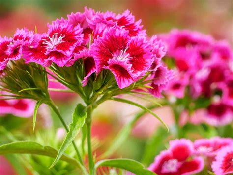 When do Sweet Williams Flower? - Primrose Garden Club | Expert Tips ...