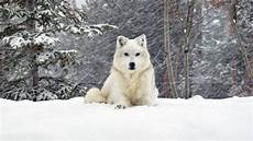Snow Wolf Wallpaper by 19 High Quality Wolf Wallpapers For Your Desktop Snow Wolf Wallpaper