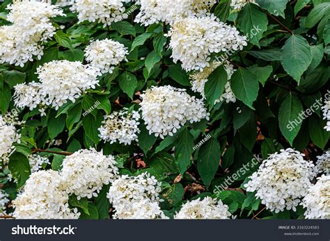 White Hydrangea Paniculata Bloom Closeup Best Stock Photo 2163224583 ...