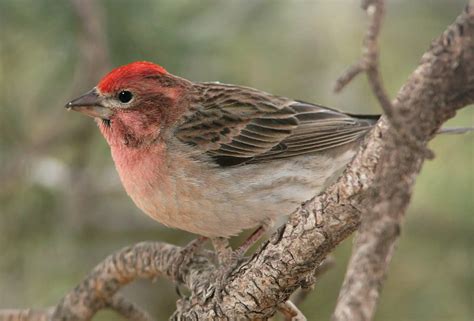 Finches of Arizona (12 Species with Pictures) - Wild Bird World