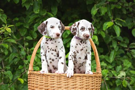 Spotted Dog Breeds: 59 Dogs With Spots (With Pictures)