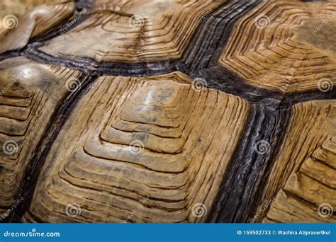 Image result for Turtle Shell Minecraft Layer Texture