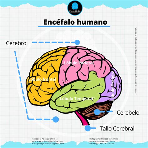 ¿Qué es el encéfalo? - Definición y estructuras - Psico-Guia