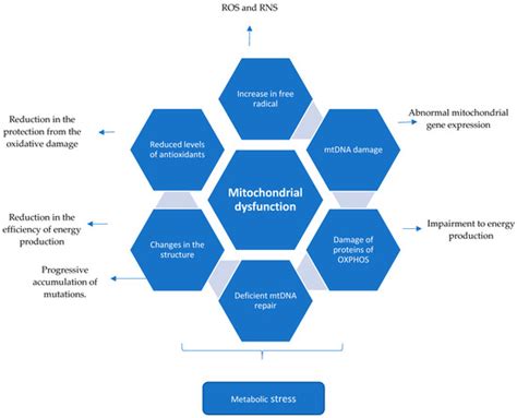 Biology | Special Issue : Mitochondrial Dysfunction in Aging and ...