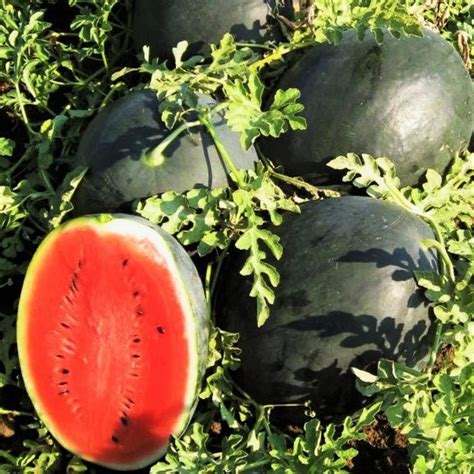 Amazon.com : Watermelon Seeds (BTL) (Black Diamond; 20+ Count) : Patio ...