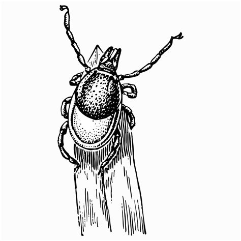 Acari ixodes | Premium Vector