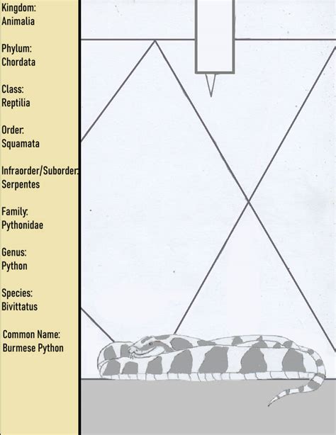 Image result for Bateater Python