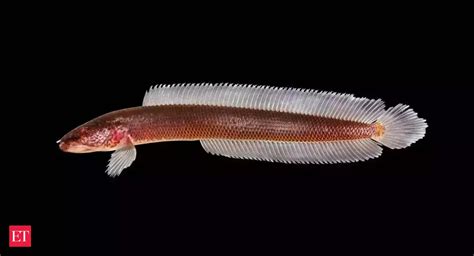 Living fossils - New family of bony fish from Western Ghats ...