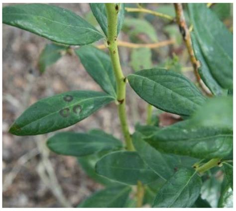Known and New Emerging Viruses Infecting Blueberry