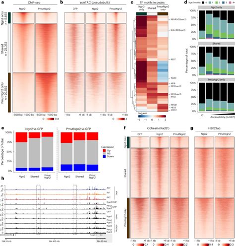 Image result for Astrocyte Neuron Reprogramming