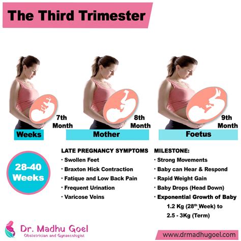 The Third Trimester of Pregnancy: Embracing the Final Frontier to ...