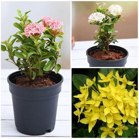 Buy Ixora Plants online from Nurserylive at lowest price.