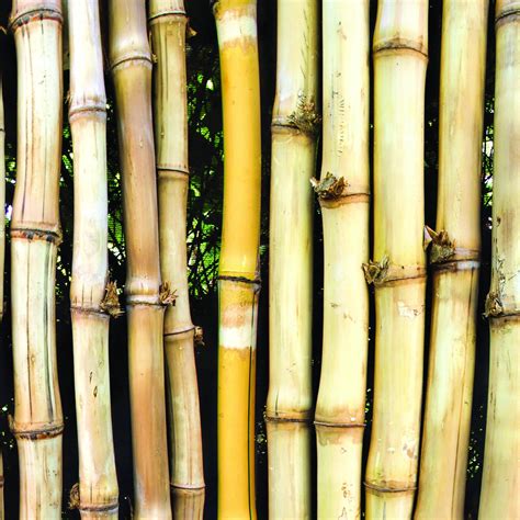 Image result for Bamboo Paper Tutorial