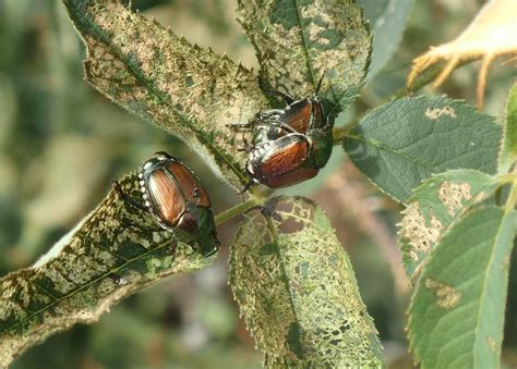 How to identify and control Japanese beetles: Spotlight on Canada
