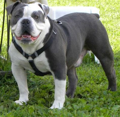 best bulldog breeders